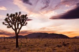 2009.11_Joshua Tree_011.jpg